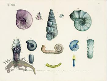 Goldfuss Sealife Fossil pl 439
